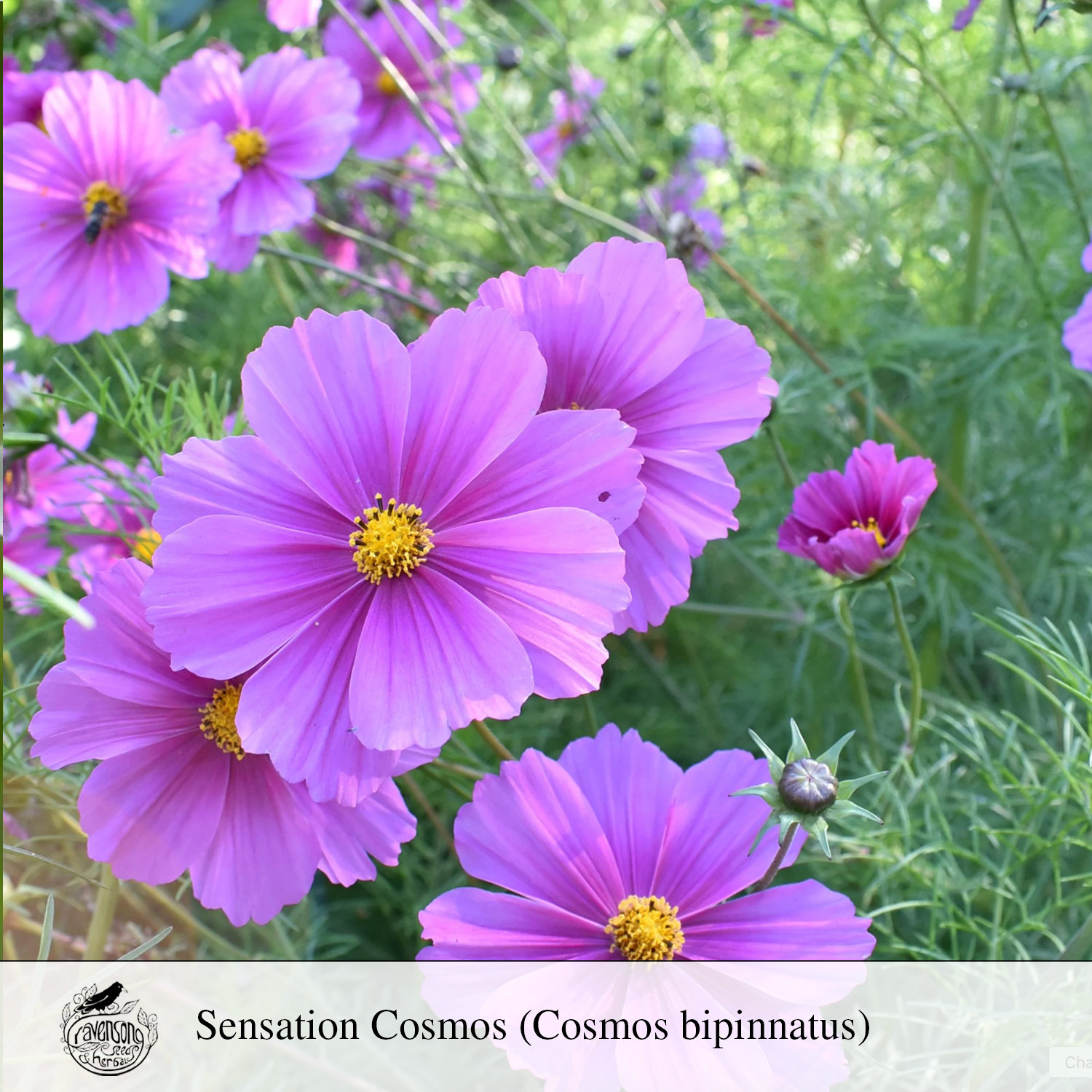 sensation cosmos.png