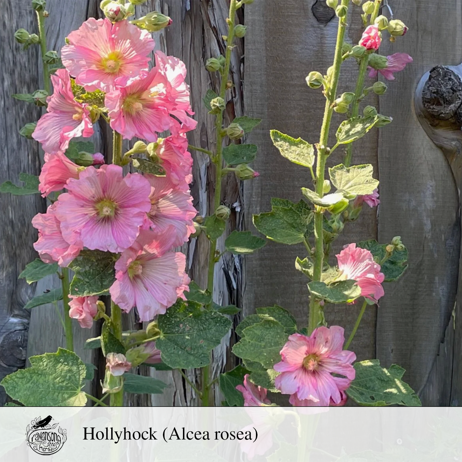 holly hock'.png