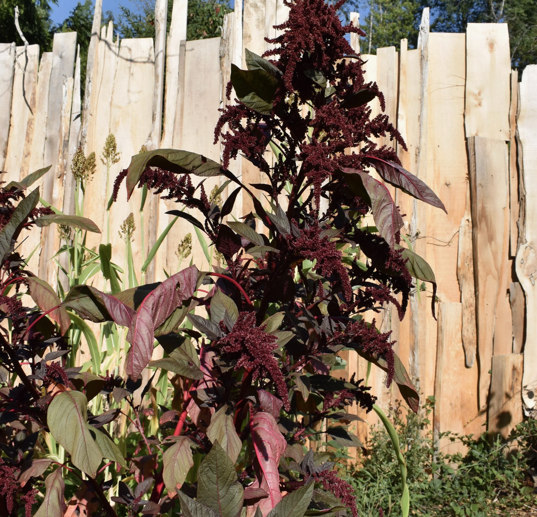 Screenshot 2025-12-08 at 1.45.35 PM.png