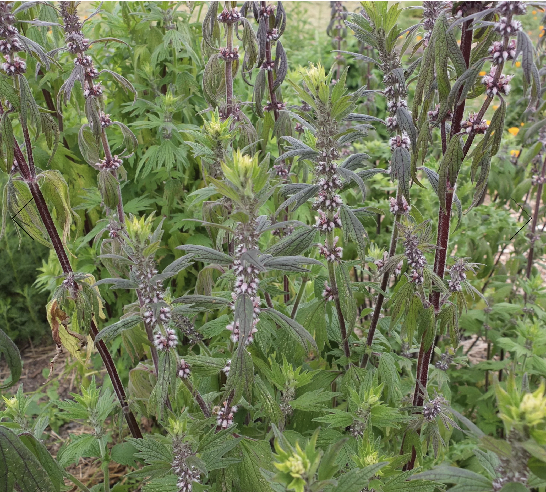 Screenshot 2025-12-30 at 1.53.07 PM.png