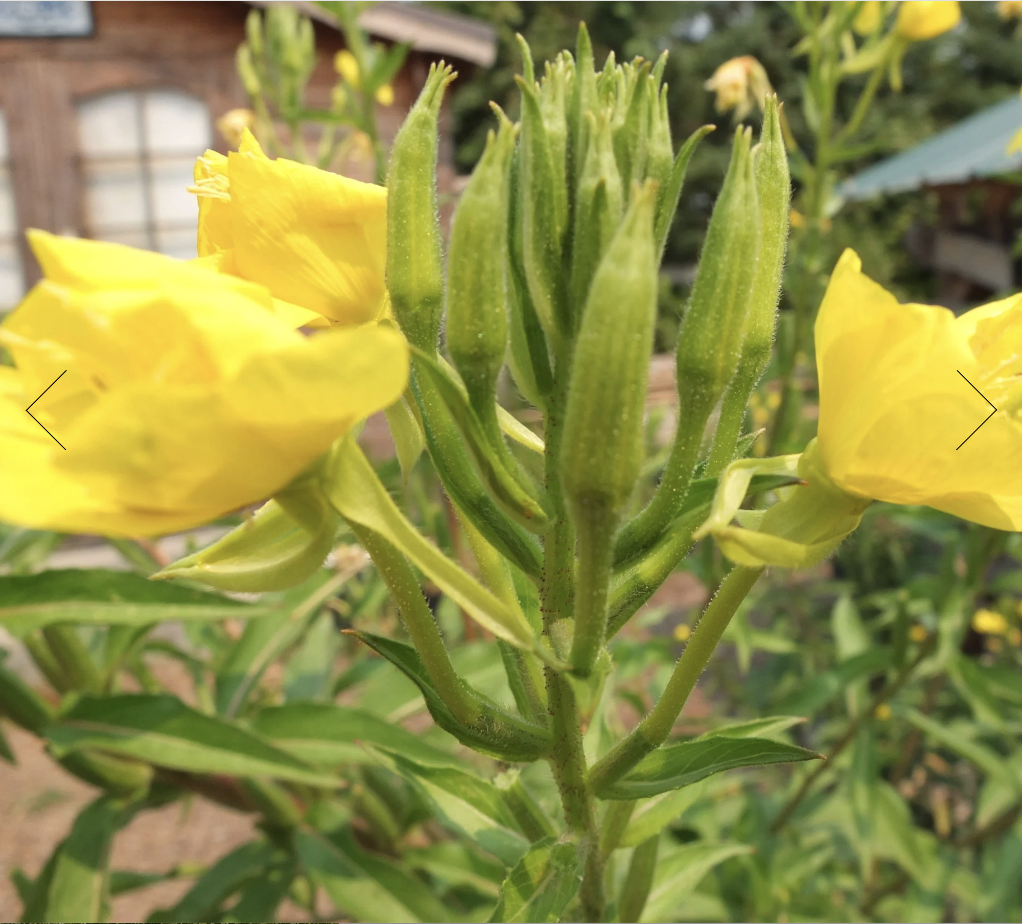 Screenshot 2025-12-30 at 2.42.23 PM.png