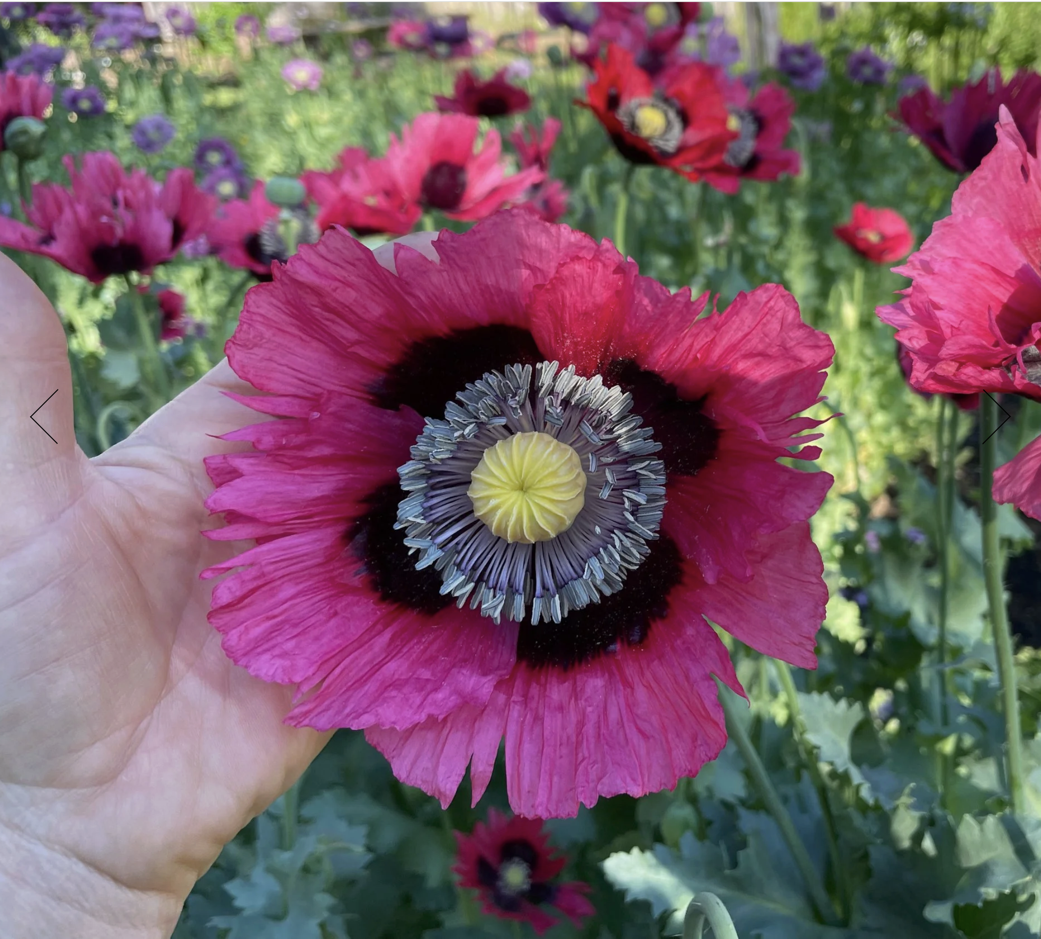 Screenshot 2025-12-30 at 2.06.00 PM.png