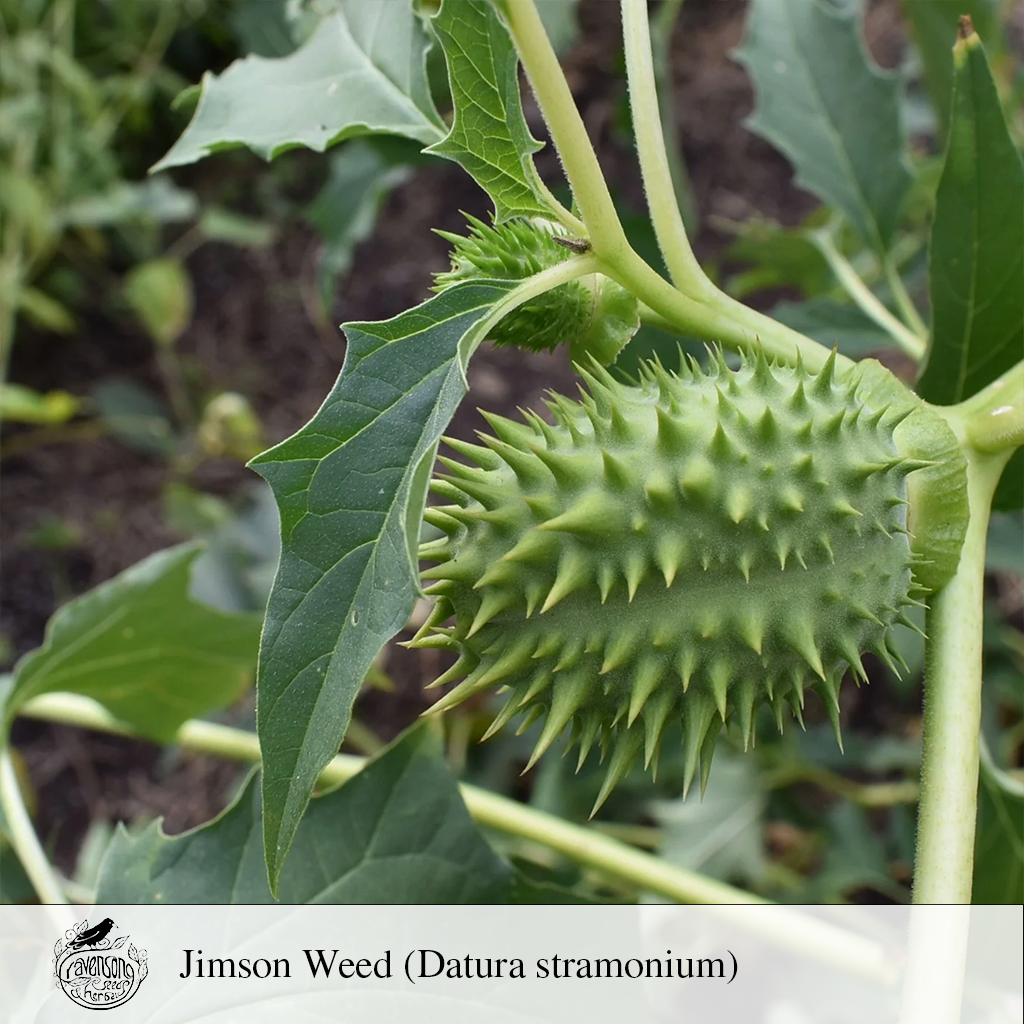 jimson weed.png