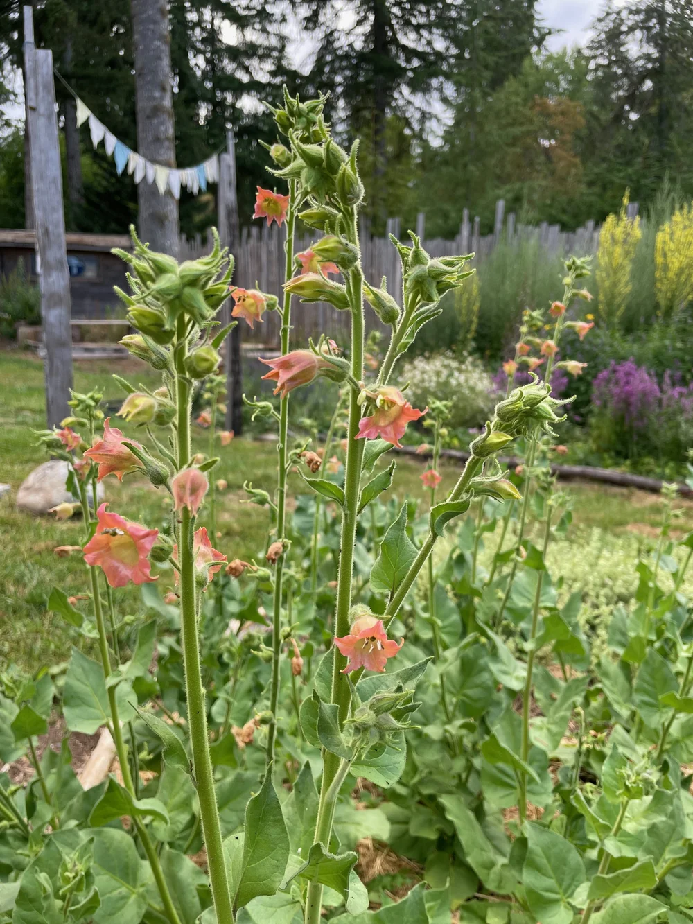 flowering tobacco peach screamer Peach Screamer Tobacco Seeds — Ravensong Seeds & Herbals
