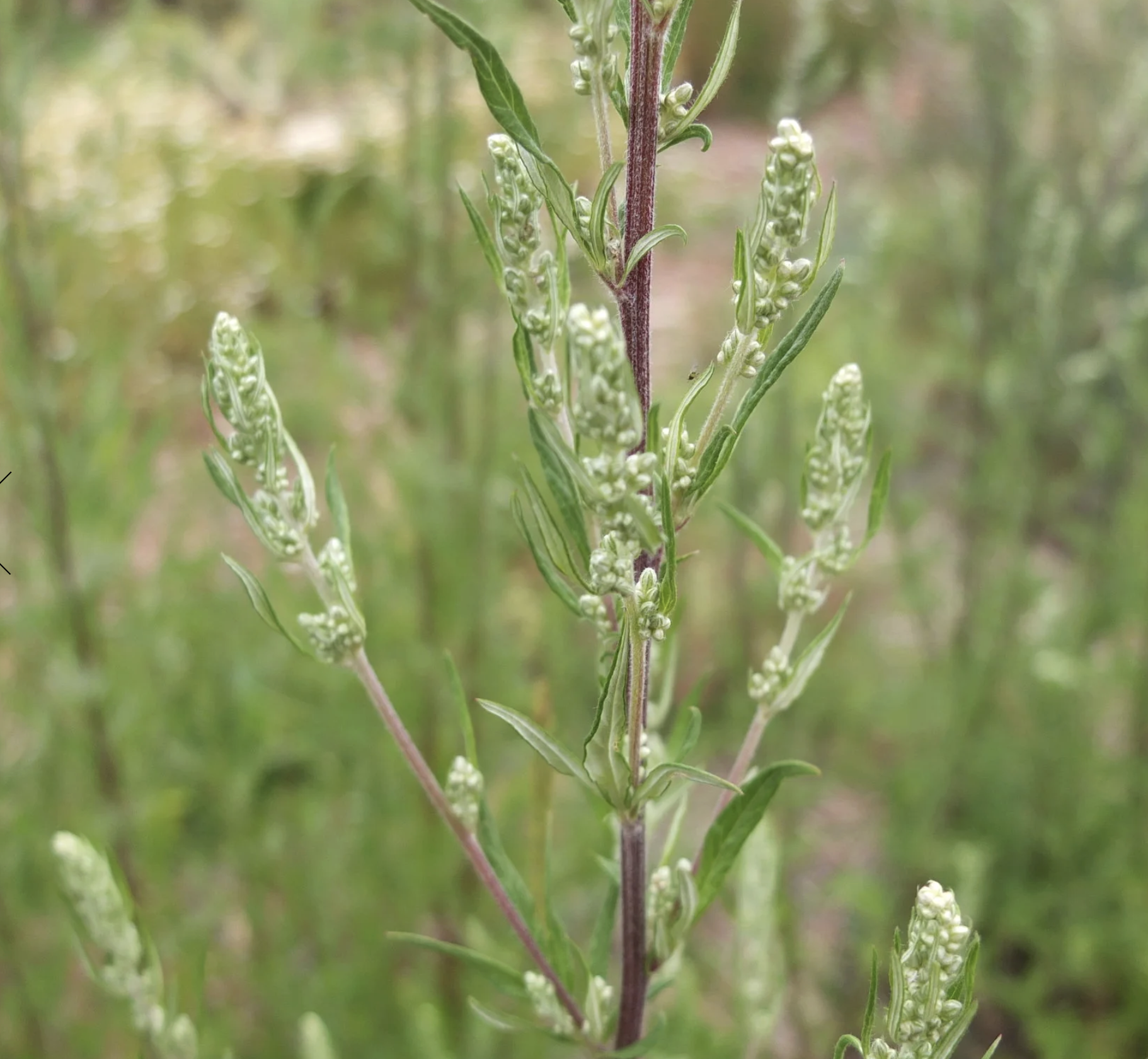 Screenshot 2025-12-30 at 1.46.28 PM.png