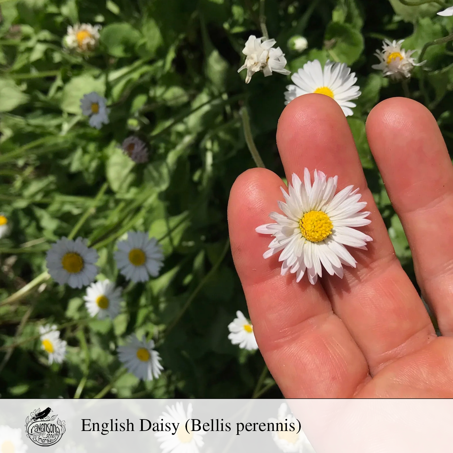 english daisy.png