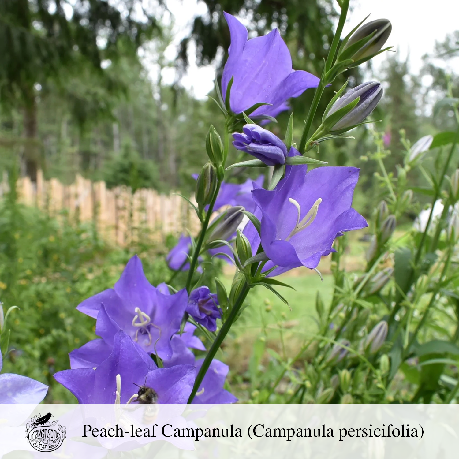 campanula.png