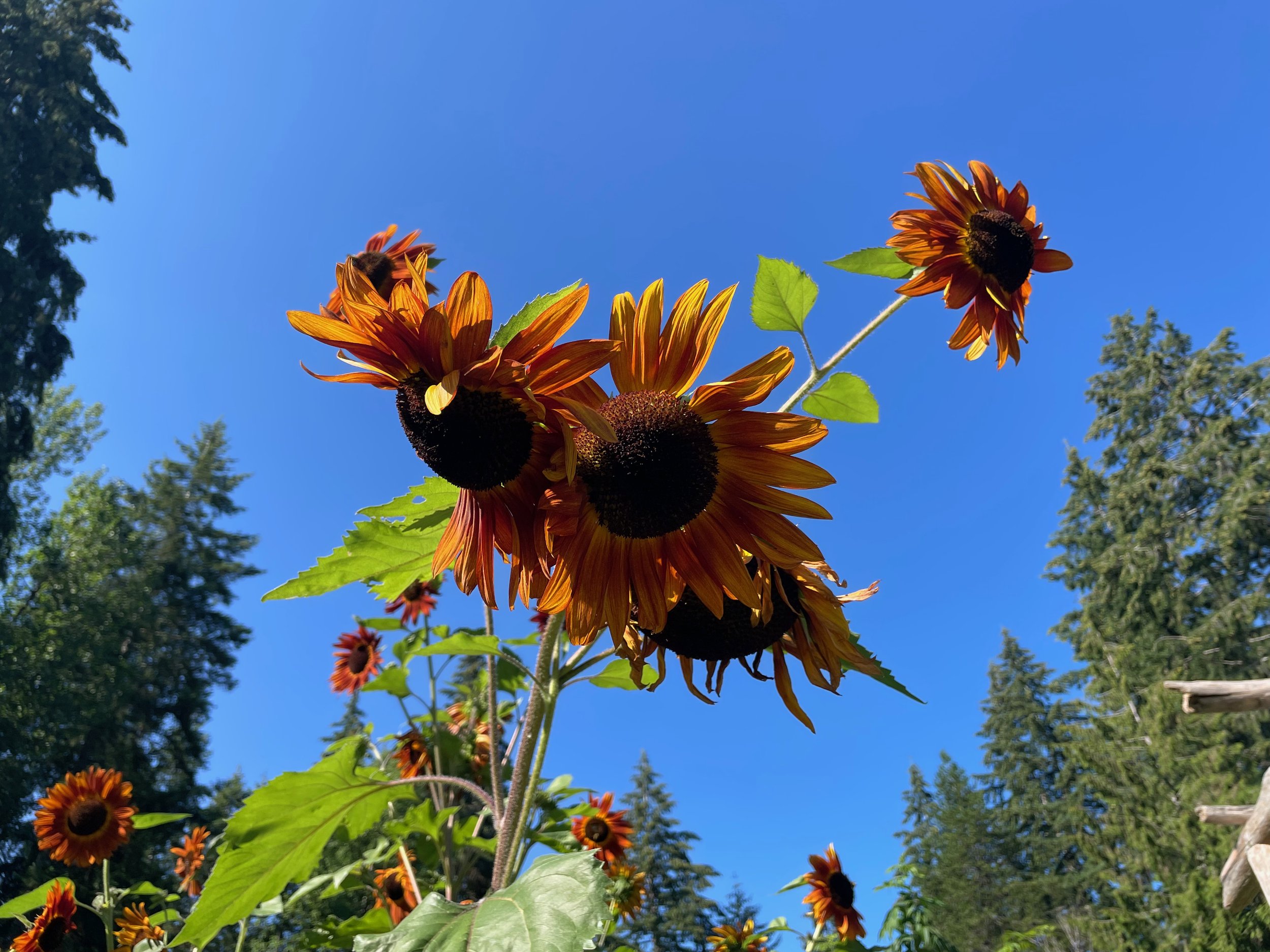 IMG_5369.jpeg