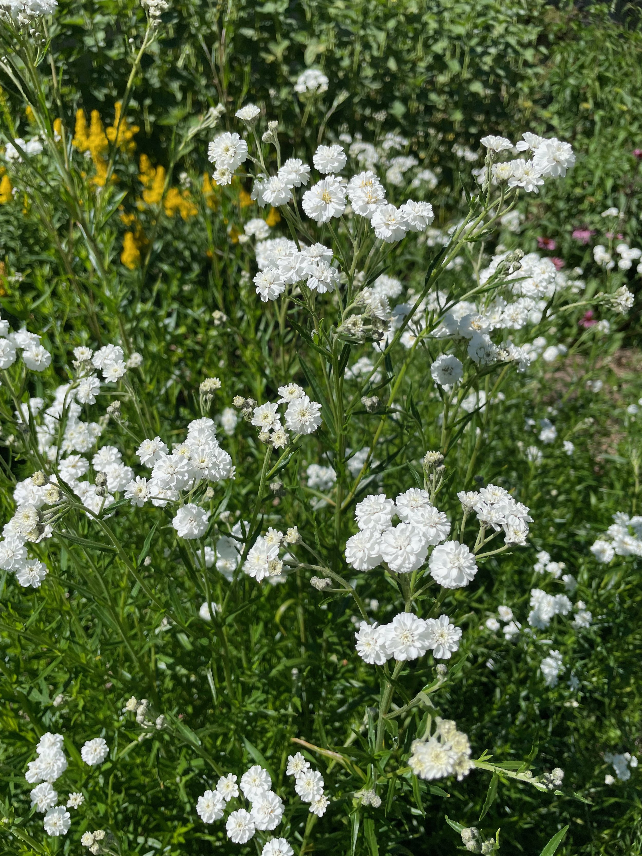 IMG_4905.jpeg