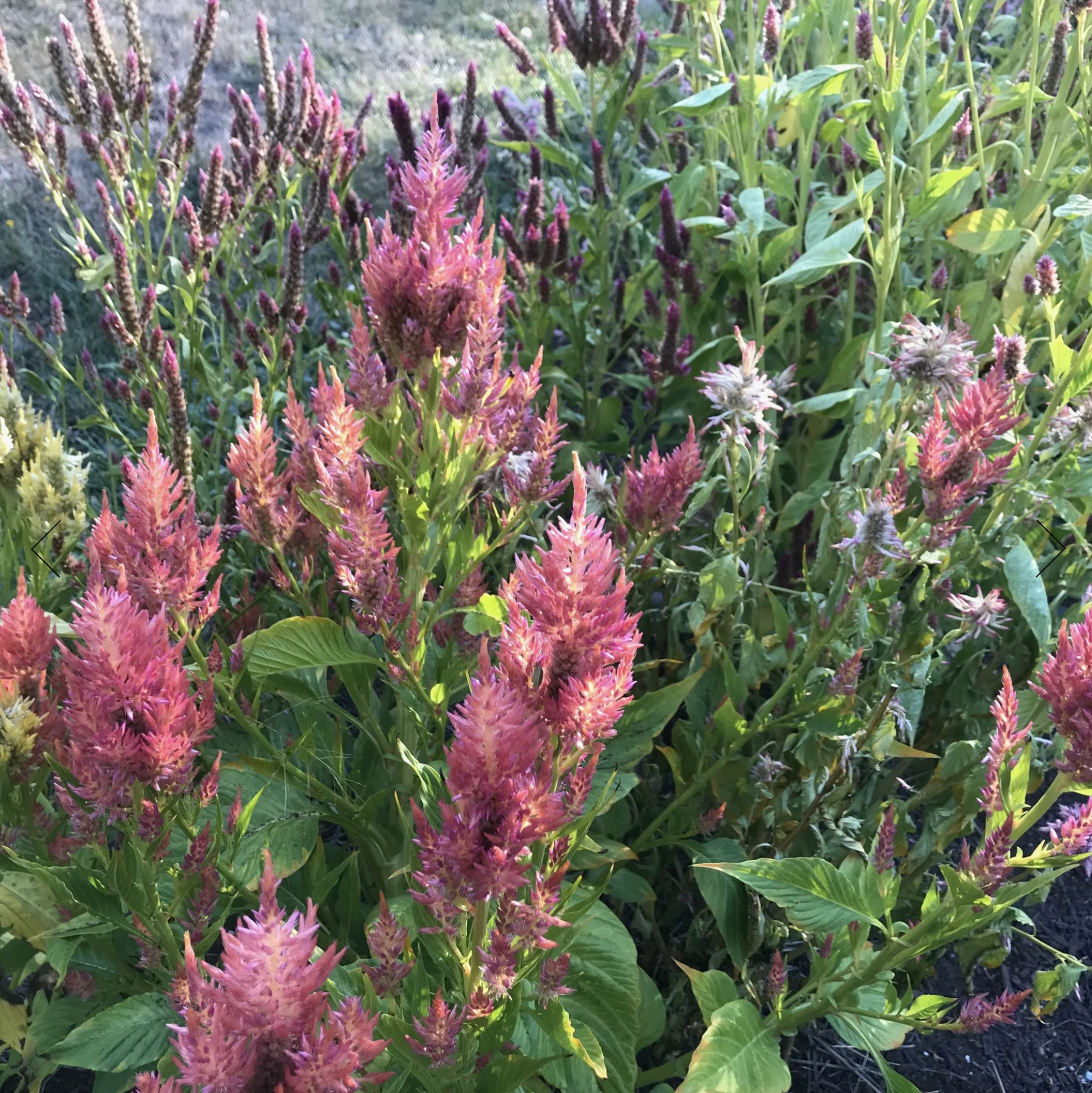 Screenshot 2025-12-08 at 5.36.52 PM.png