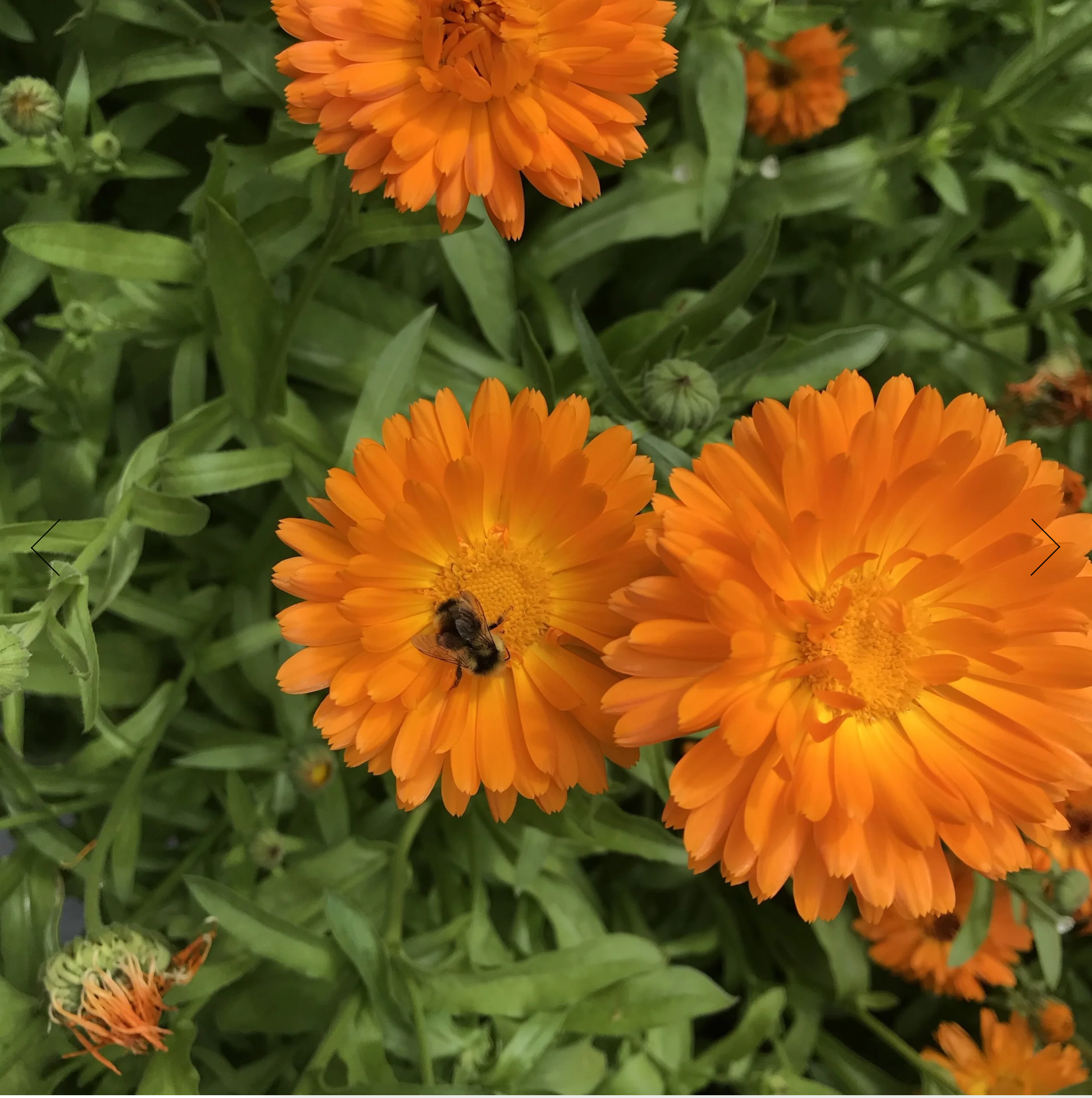 Screenshot 2025-12-08 at 1.18.41 PM.png