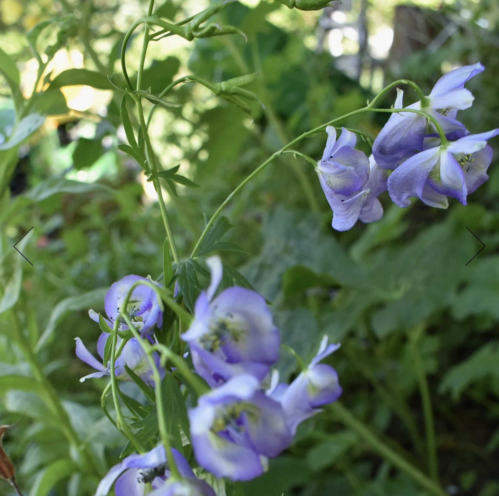 Screenshot 2025-12-30 at 2.08.28 PM.png