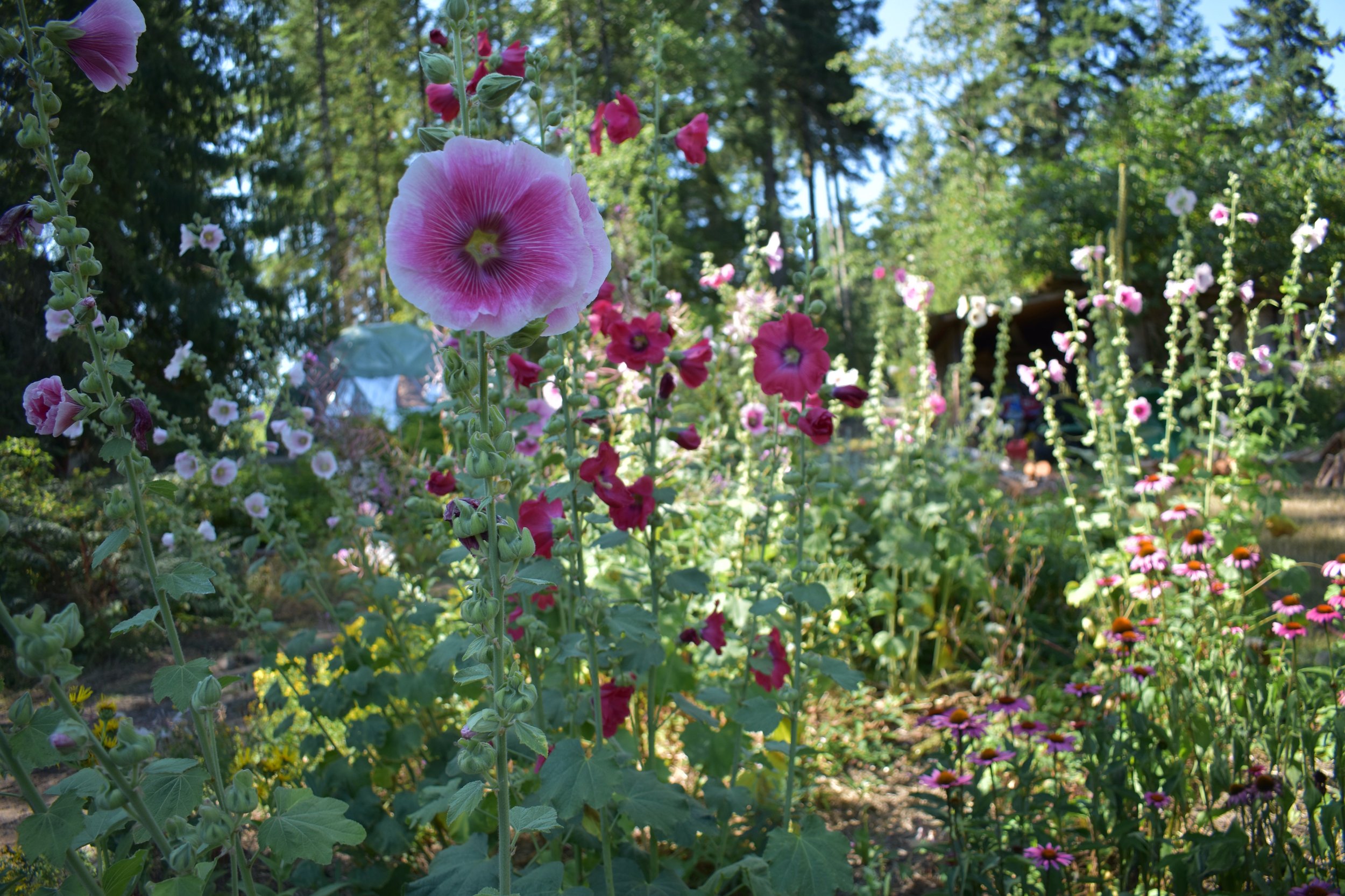 DSC_0459.jpeg