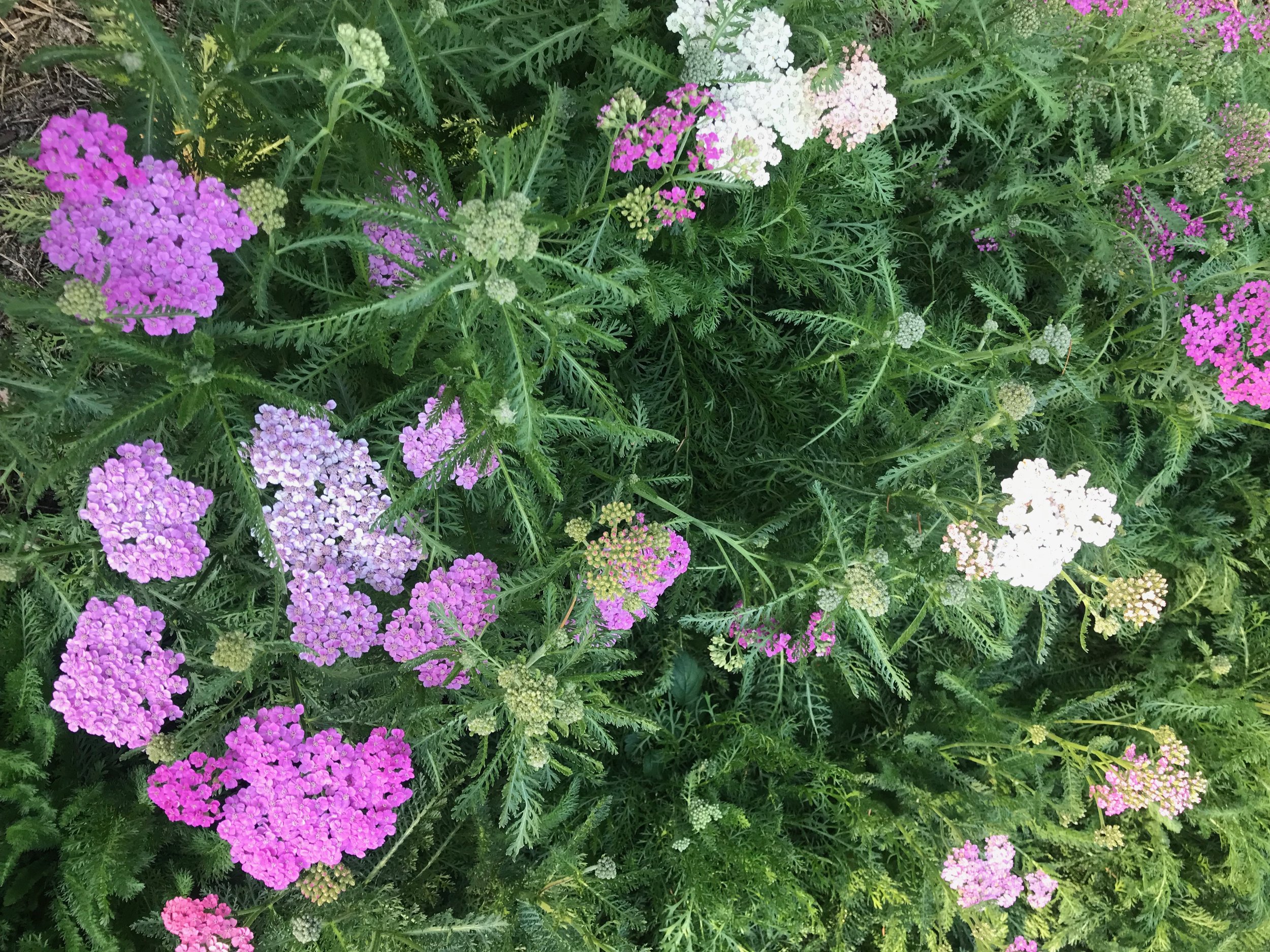 IMG_2795.jpeg
