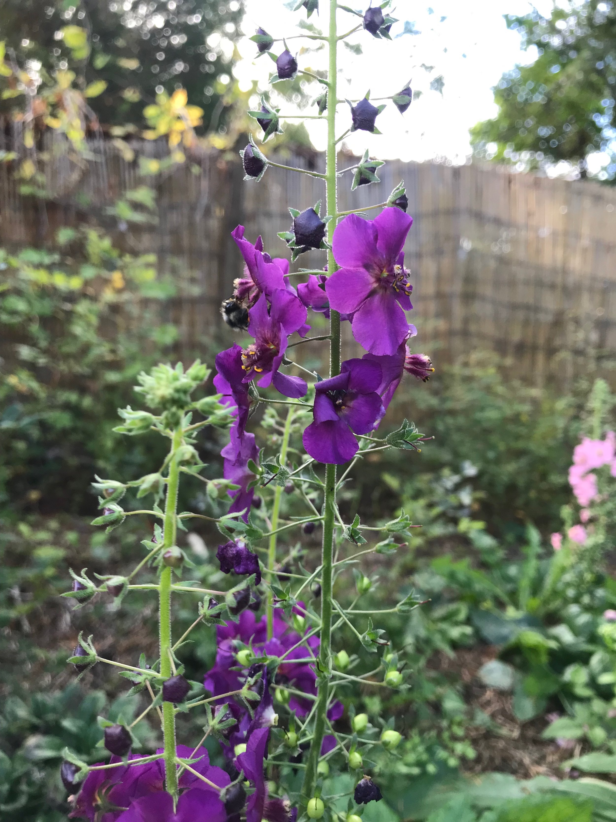 IMG_2243.jpeg