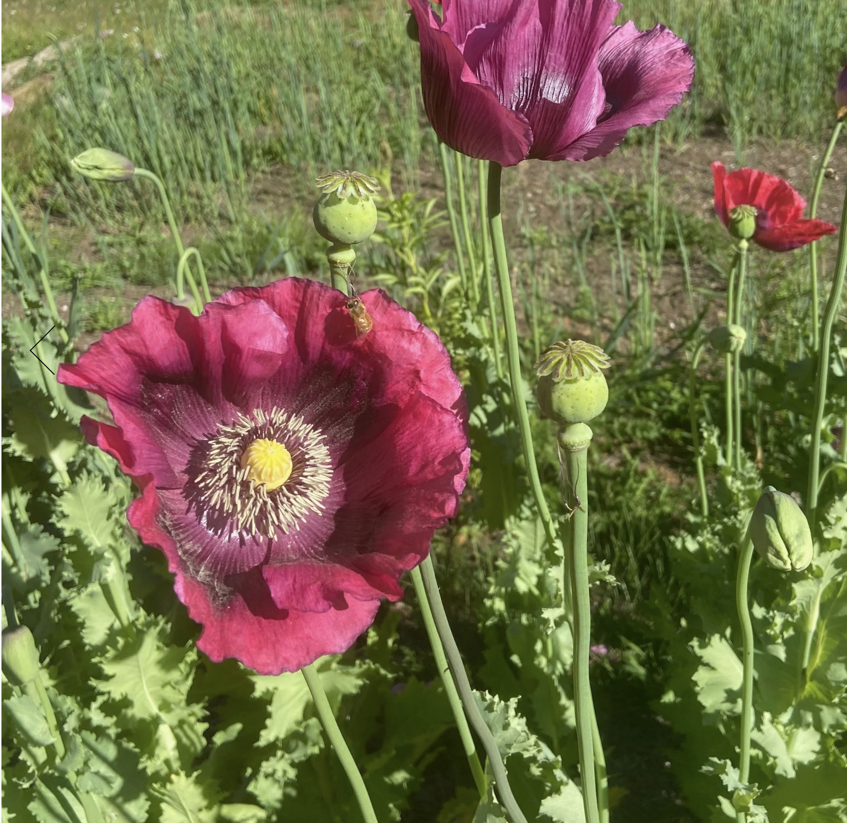 Screenshot 2025-12-08 at 2.03.42 PM.png