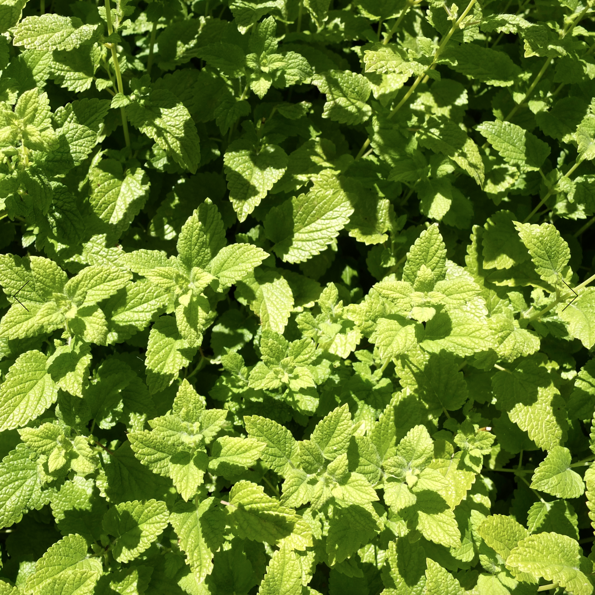 Screenshot 2025-12-08 at 1.21.00 PM.png