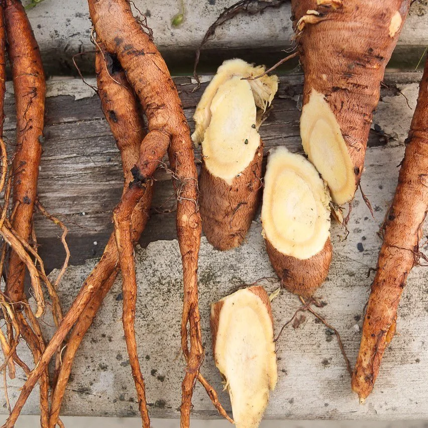 Underground Apothecary | A guide to harvesting root medicines ...