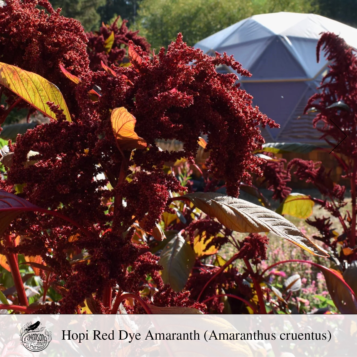 hopi amaranth.png