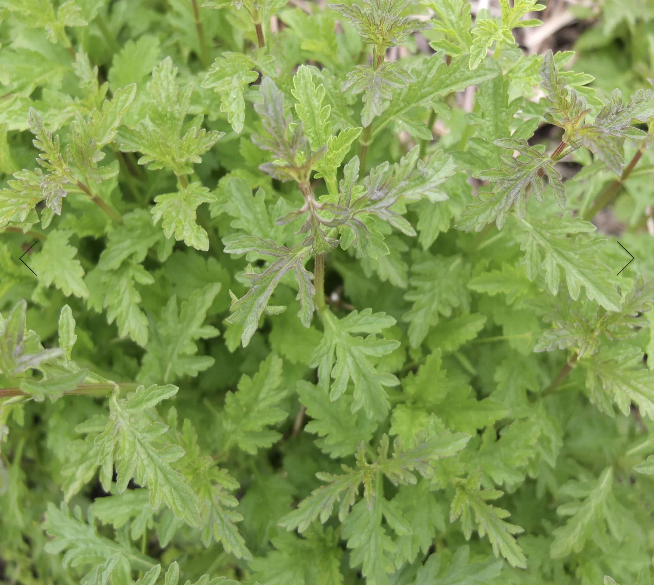 Screenshot 2025-12-30 at 1.51.00 PM.png