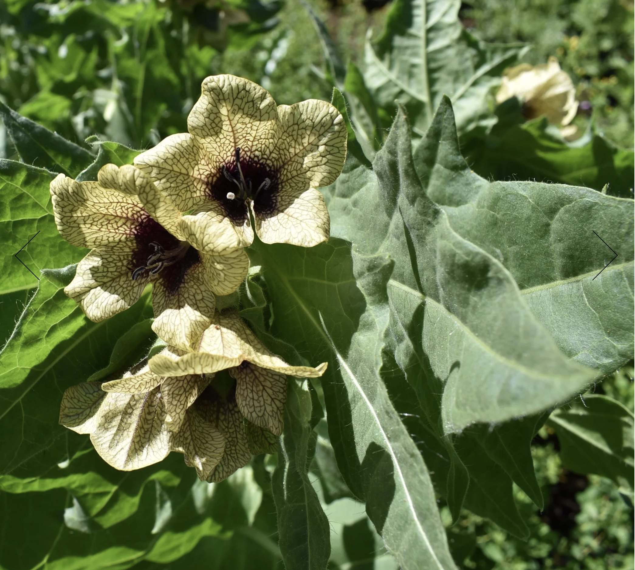 Screenshot 2025-12-30 at 2.04.34 PM.png