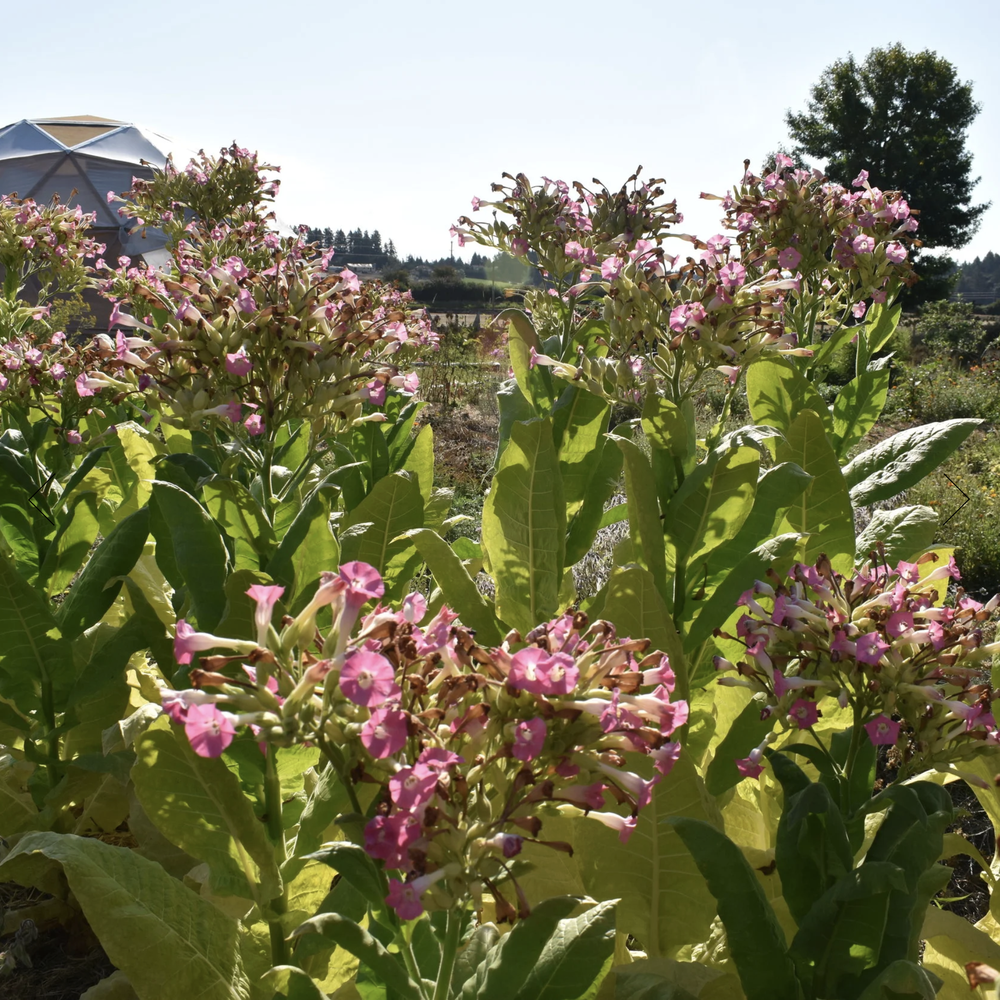 Screenshot 2025-12-08 at 12.34.53 PM.png