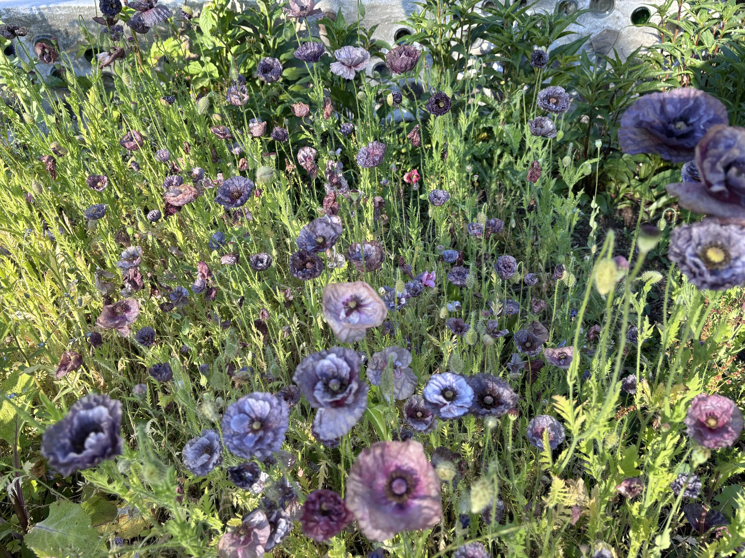 IMG_6704.jpeg
