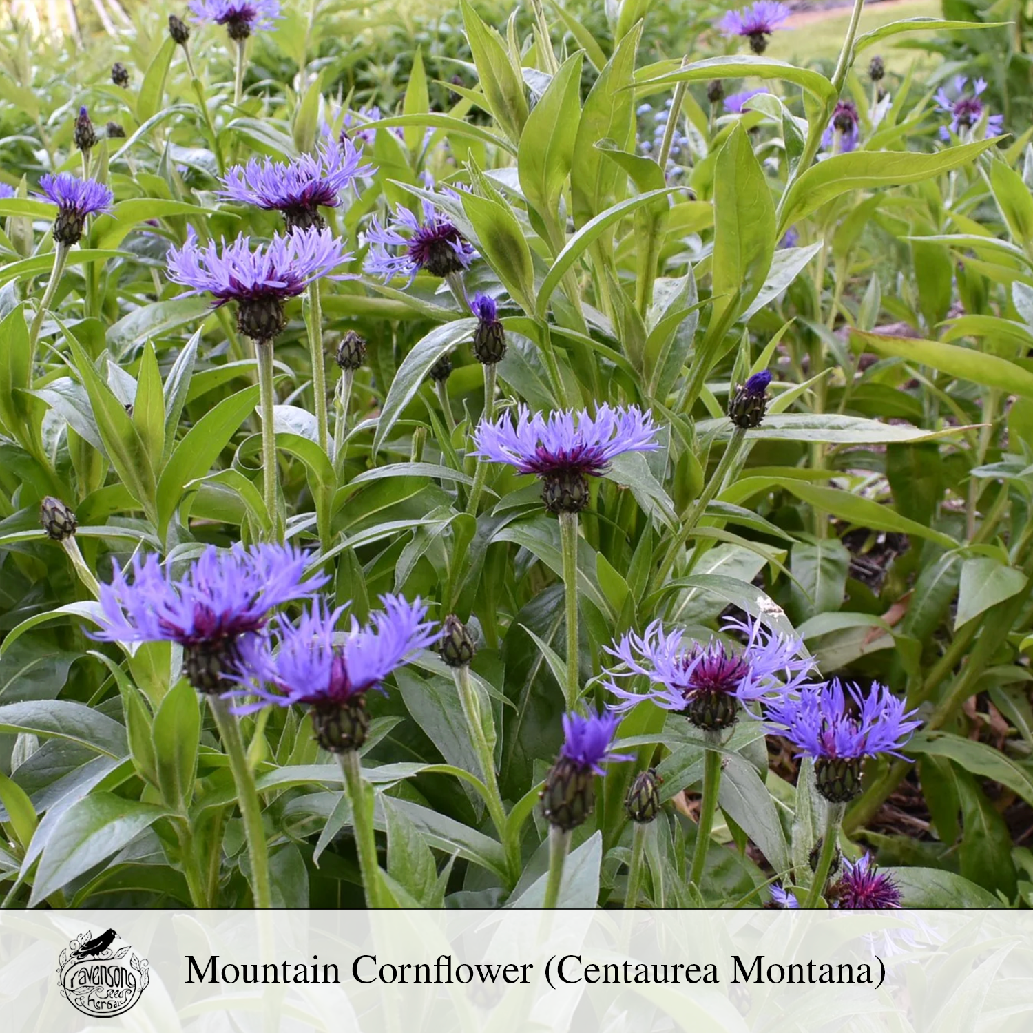 mountain cornflower.png