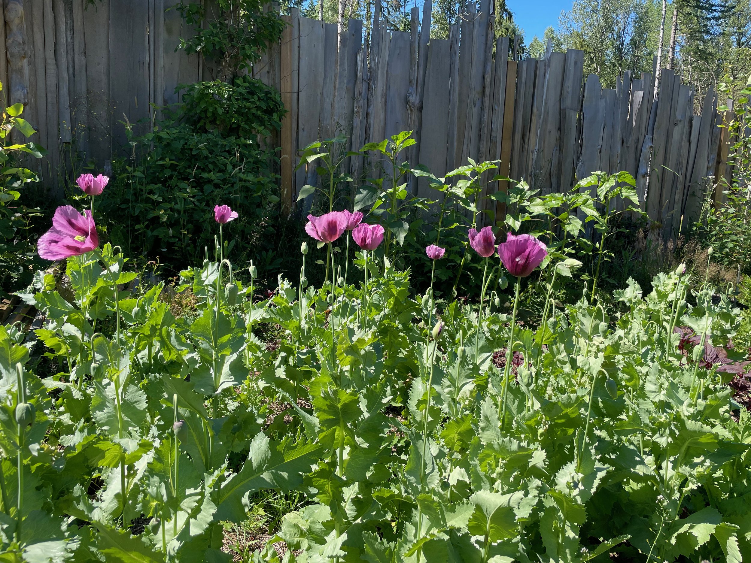 IMG_4898.jpeg