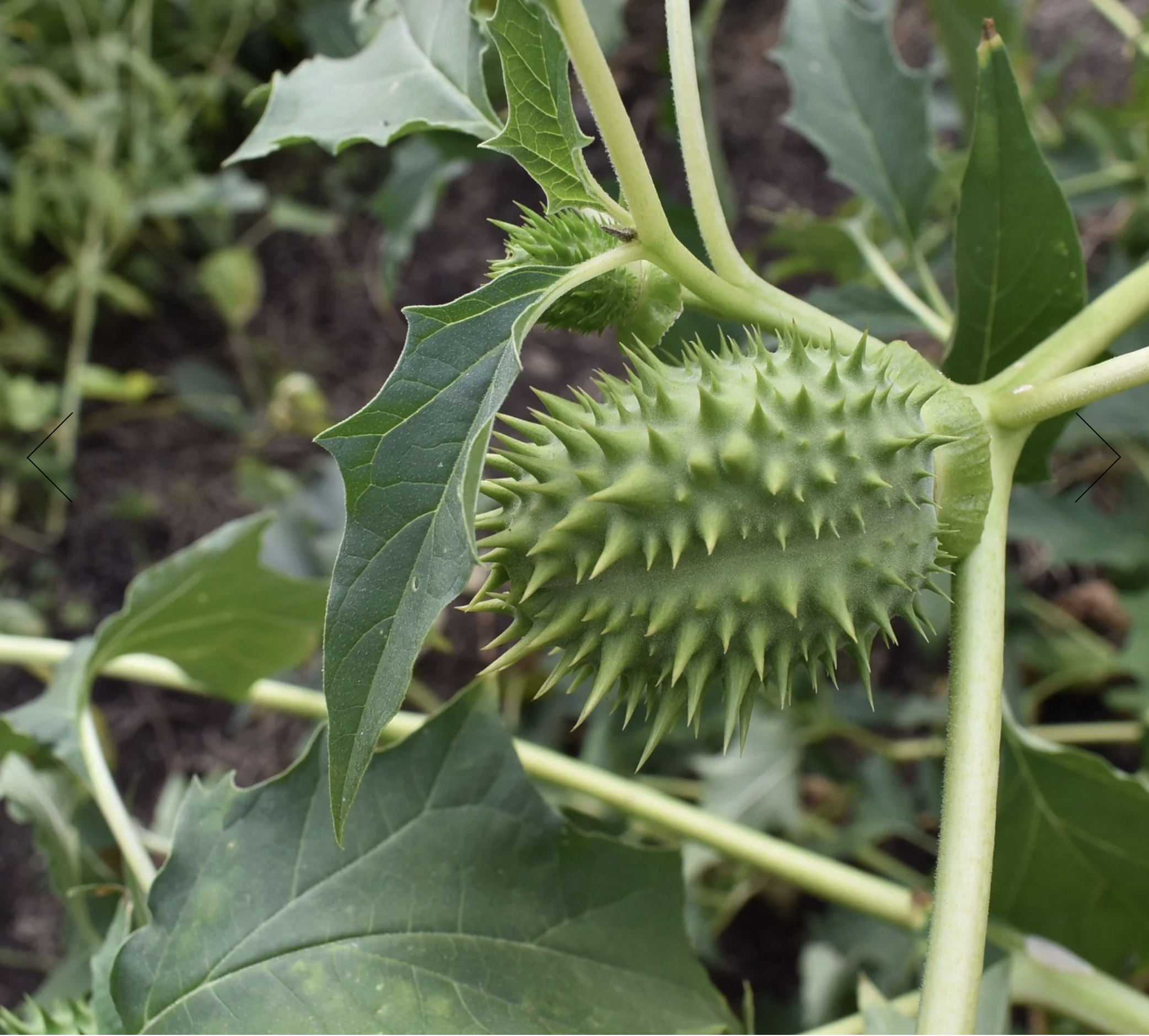 Screenshot 2025-12-30 at 2.04.58 PM.png