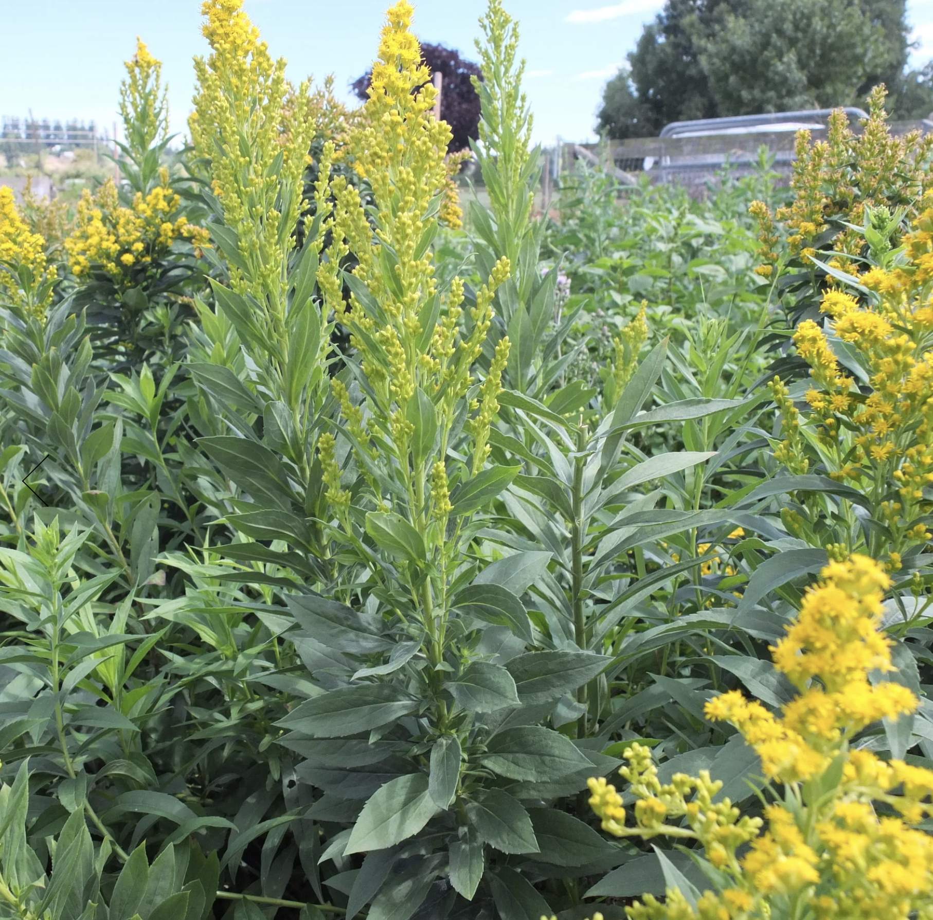 Screenshot 2025-12-08 at 5.00.31 PM.png