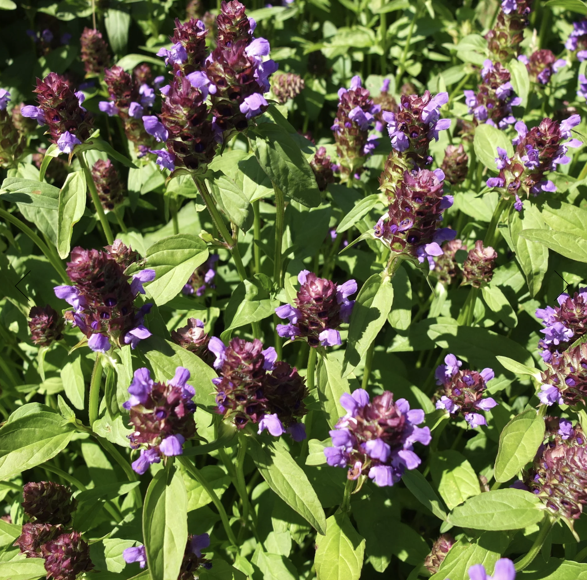 Screenshot 2025-12-08 at 5.13.47 PM.png