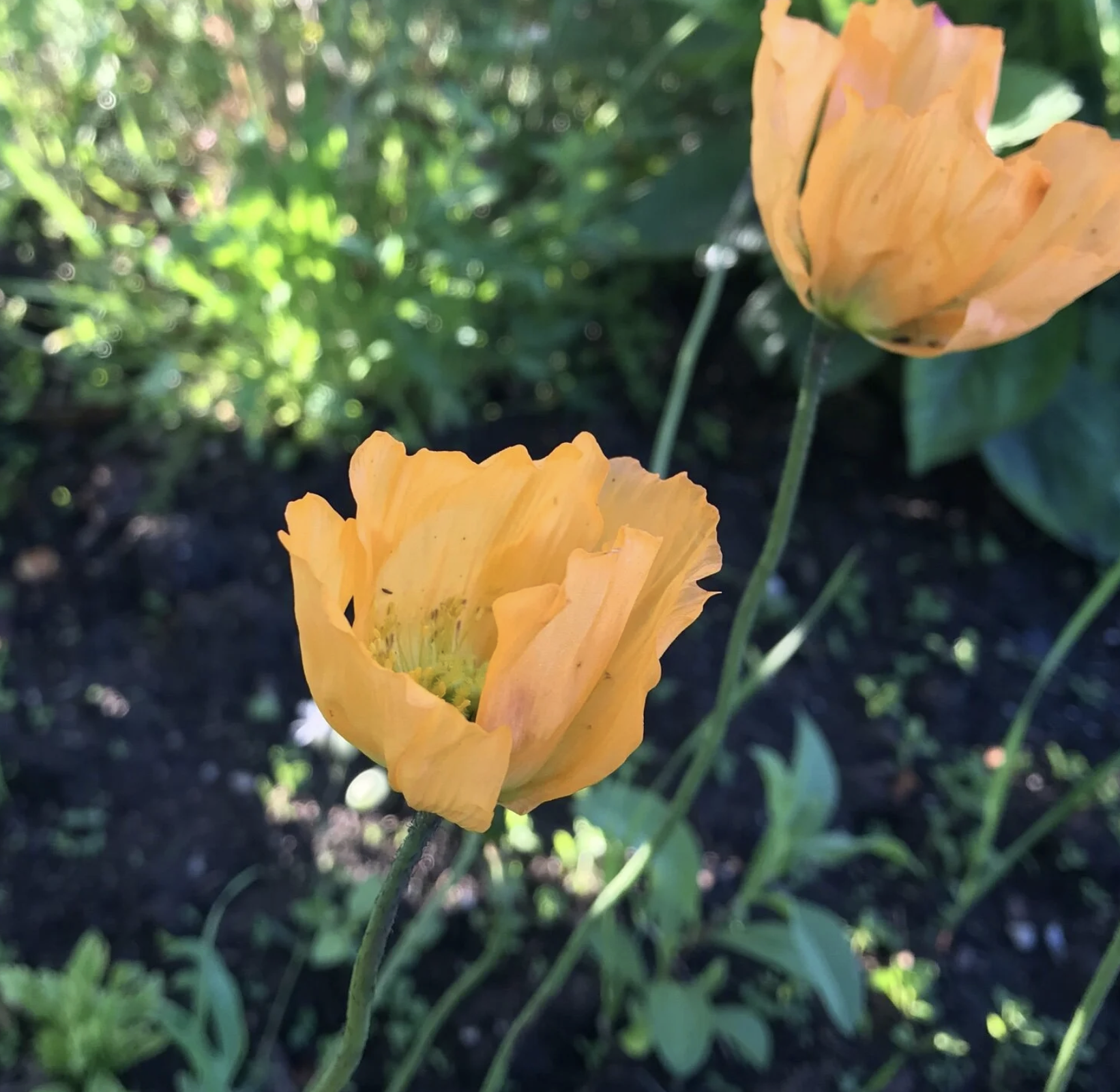 Screenshot 2025-12-30 at 1.35.41 PM.png