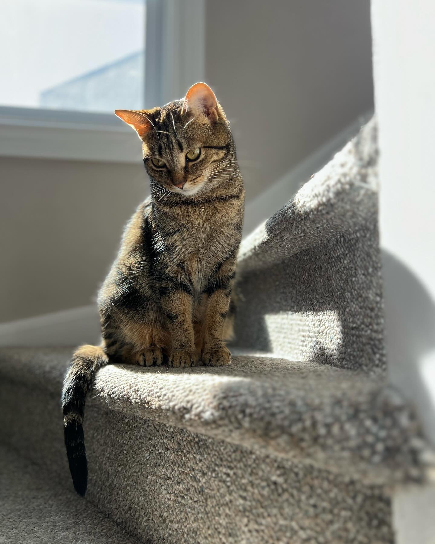 Happy gotcha day to our little Rosie! She&rsquo;s loving her domesticated life with us: sleeping at our feet, leaping for toys, and playing with her big bro Figaro. She loves the violin, can&rsquo;t quite believe that she gets all meals provided, and