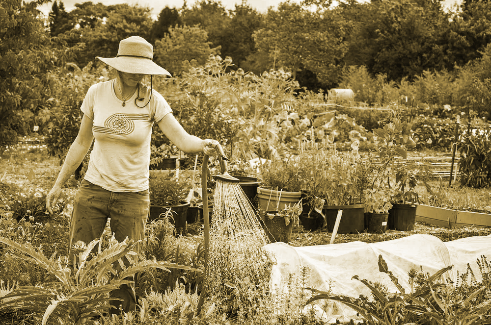 garden.jpg
