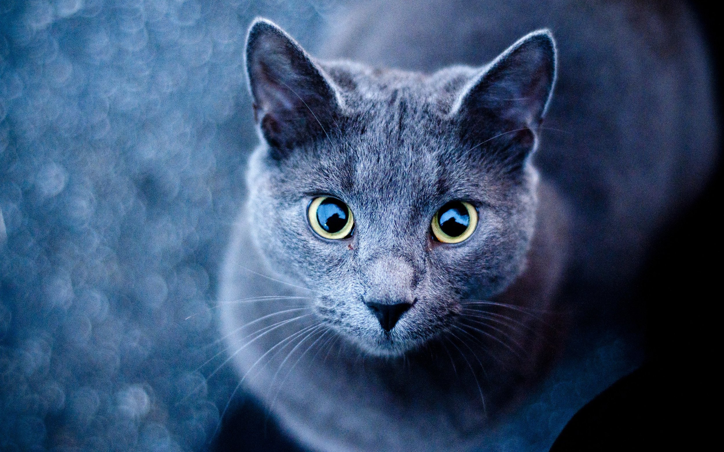 ws_Blue_Cat_Green_Eyes_2560x1600 copy.jpg