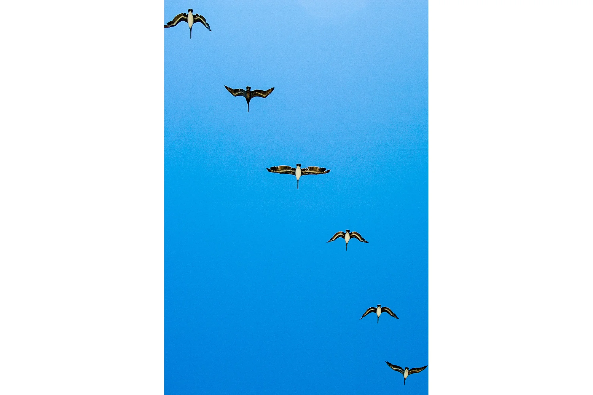 Pelican Bingo