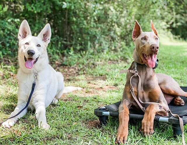 Archie and Gunther! 
#whitegsd #bluedoberman #dobiesofinstagram #goofydogs #happydogs #traineddogsarehappydogs