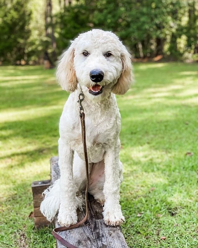 Remi practicing holding her sit on the balance beam 👌 
#doodlesofinstagram #dogobedience #challengeyourdog #dogtrainer #sitstay