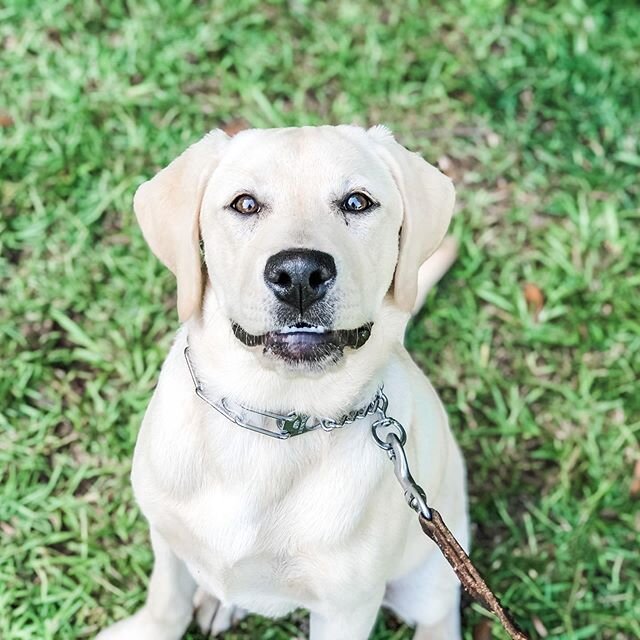 Charlie! 
#labpuppy #puppyschool #labradorretriever #labpuppytraining
