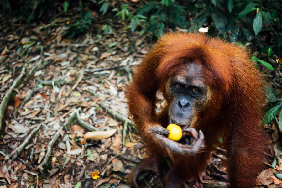 Madelene-Farin-Indonesia-0929.jpg