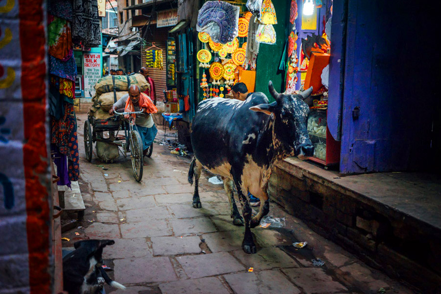  The alleyways of Varanasi were made for everyone and everything. 