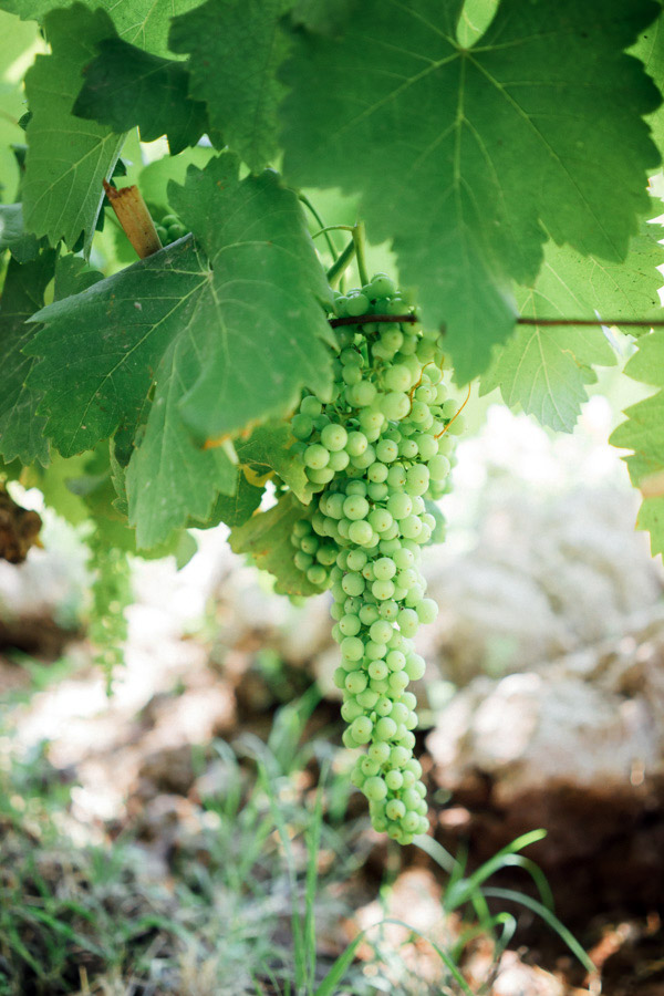  Scenes from the wine country of Mendoza, Argentina. 