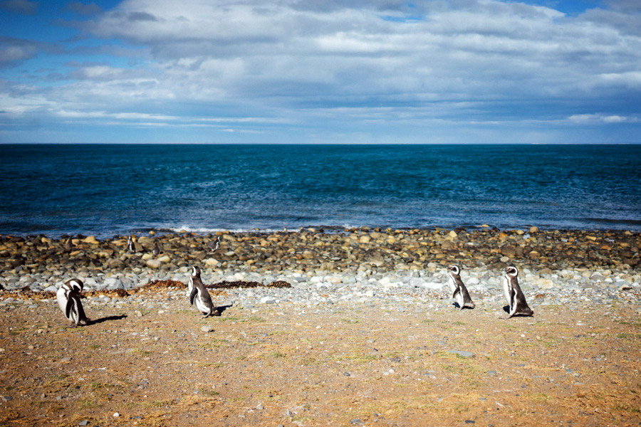  Penguins walking the shore on Isla Magdalena. 