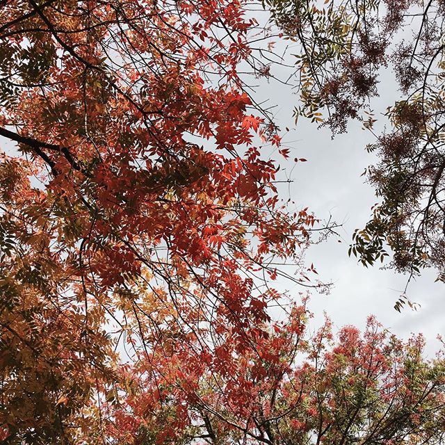 1/3. Fall in California. // Catching up, looking up, enjoying a bit of change.
-----
#fall #leaves #california #visitcalifornia #vsco #vscocam #vscotravel @sonyalpha #sonyimages #sonya7ii #35mm