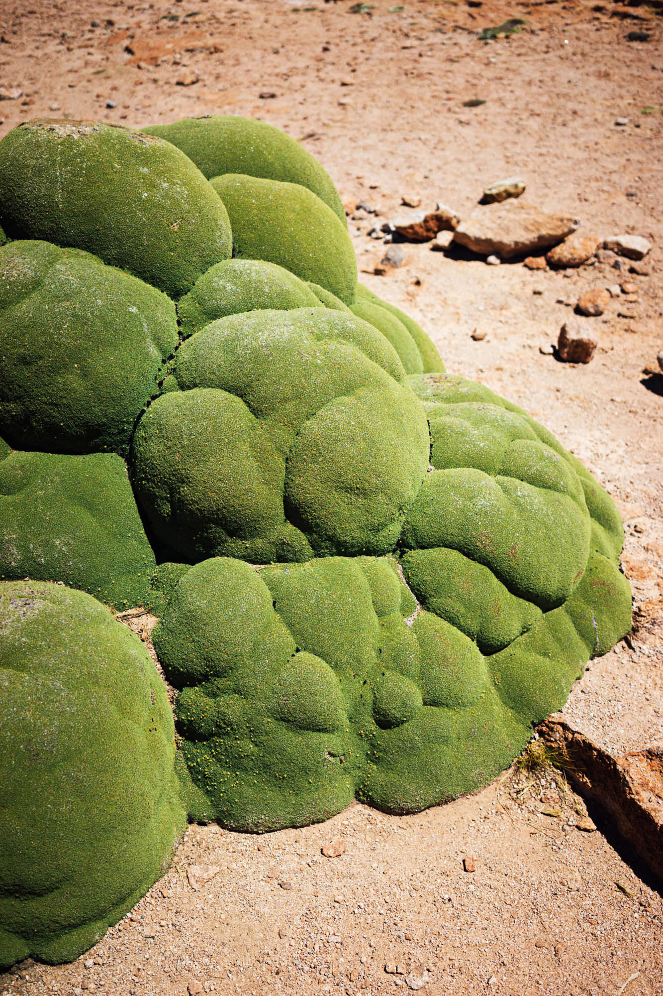 madelene-farin-bolivia-uyuni-094.jpg