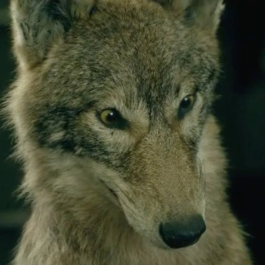 wolf.jpg