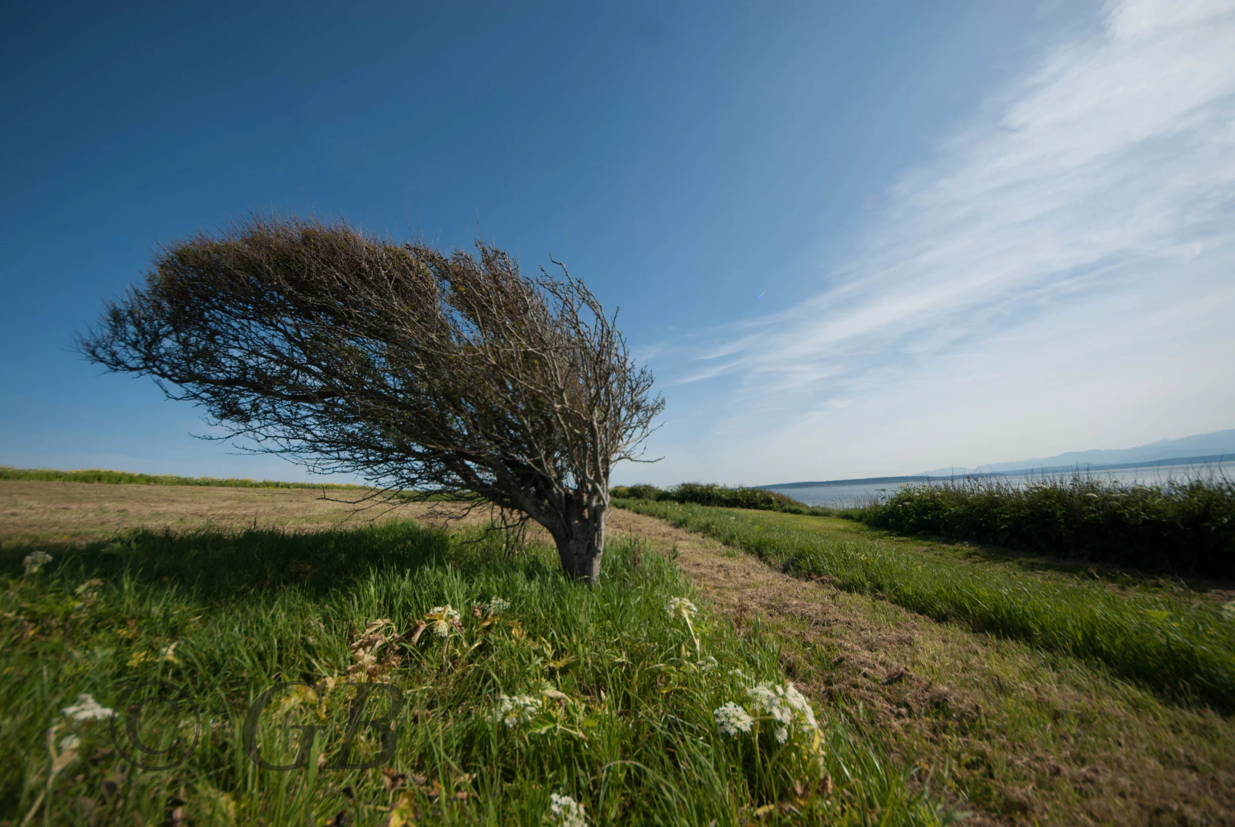 Tree-6.jpg
