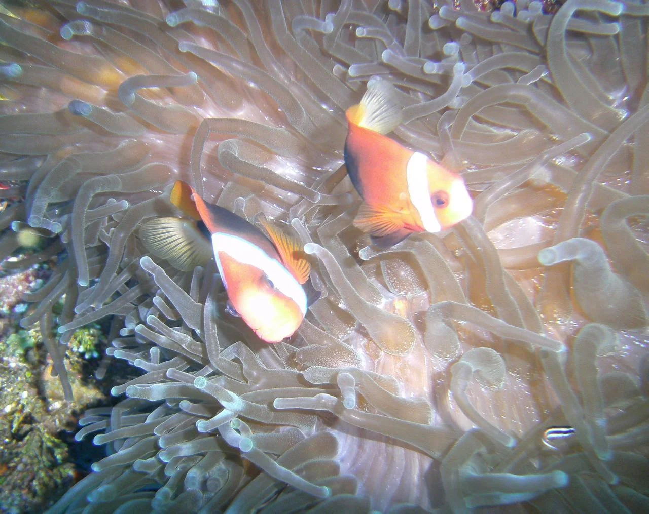PICT0097.jpg