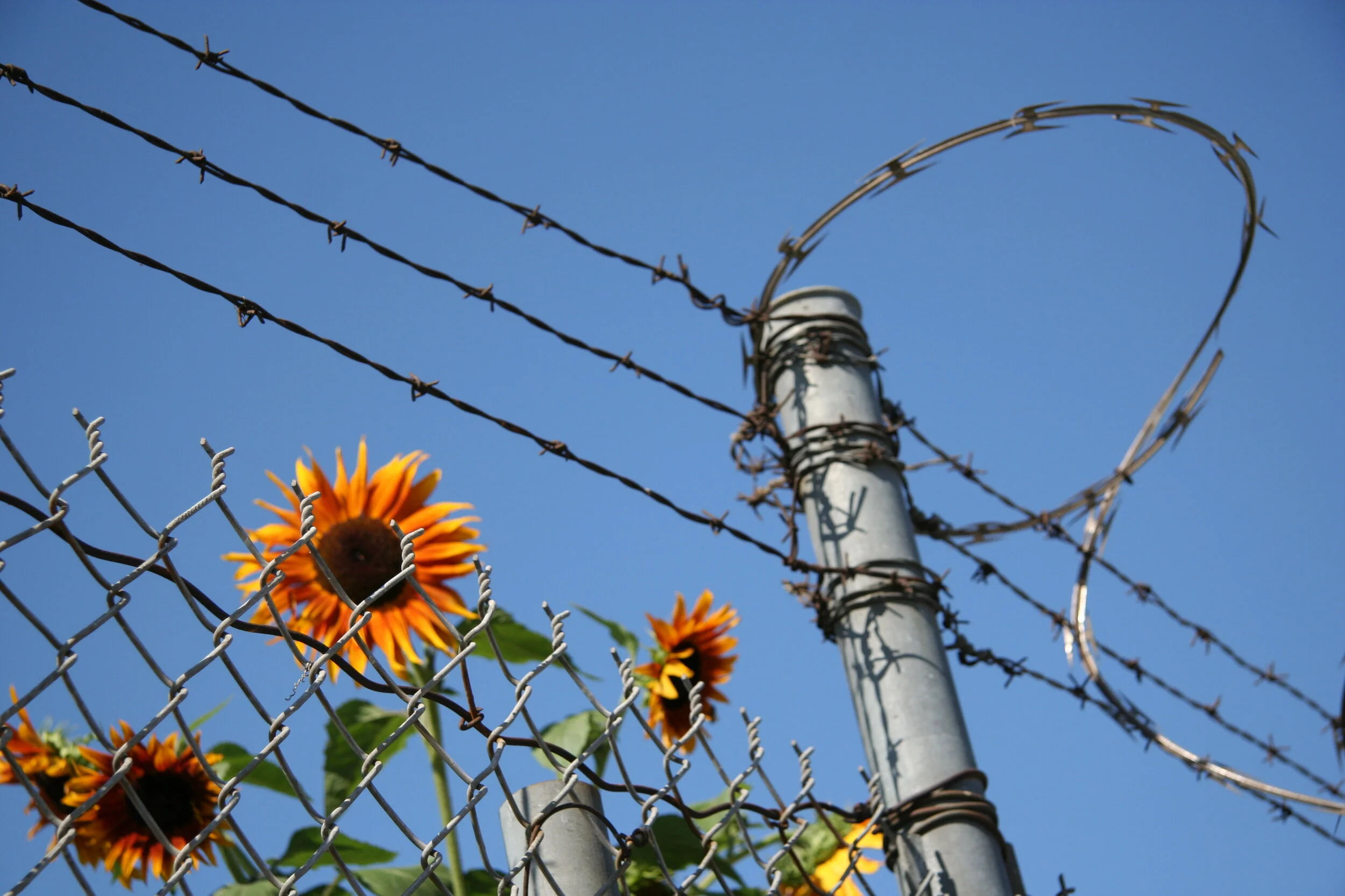 The Destruction of South Central Farm. July 2006. ©tastemonger